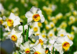简要了解：水仙花的生长变化情况