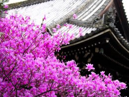 家庭养花巧灭害虫的8个小窍门
