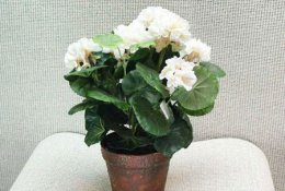 室内盆栽海棠花的养殖概要一一呈现