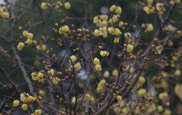腊梅花怎么养？养护腊梅花知识