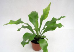 家居植物摆放5大宜忌分享