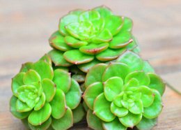 多肉植物怎么养？多肉植物养殖攻略