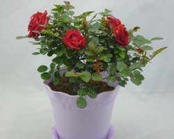 “花中皇后”月季花的最佳养殖方法