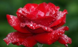 介绍玫瑰花 全球玫瑰花图片大全介绍