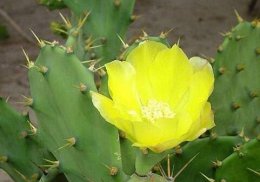 适合室内养的花介绍 这五种花适合在室内养殖