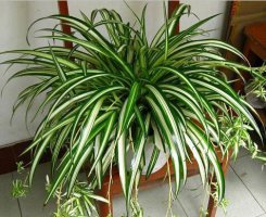 最适合冬季种植的5大花卉