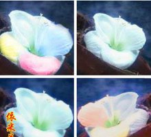 传说中那朵神秘又美丽的依米花