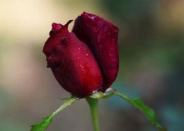 玫瑰花种植技术介绍 玫瑰花用什么土种植最好