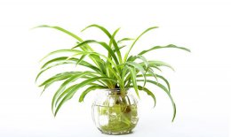 室内养什么植物好 适合在室内养的花草