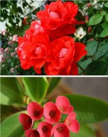 什么花适合冬天养 这六种花不怕冷
