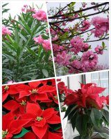 家庭不宜养什么花 杜鹃花、月季花等