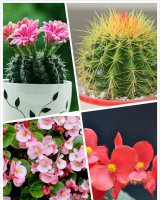 新手适合养什么花 太阳花、夏菊等
