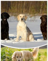 拉布拉多和金毛犬的区别 你知道多少？