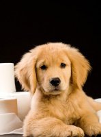 金毛犬怎么正确训练大小便