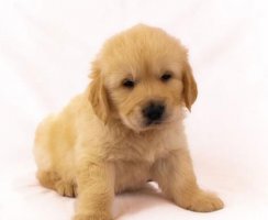 爱宠一族必知：金毛幼犬喂养注意事项