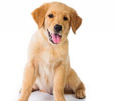 【宠物犬知识】金毛犬怎么看纯不纯