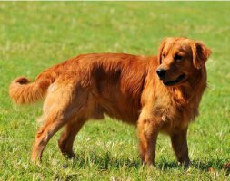 家养宠物纯种金毛犬图片欣赏