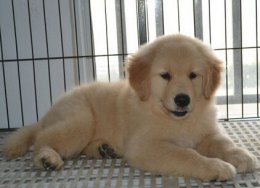 怎么训练小金毛犬？小金毛犬训练方法分享