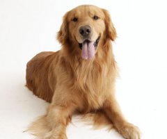 金毛犬吃什么？金毛犬所需膳食
