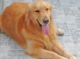 五种金毛犬秋冬季节的护理方法