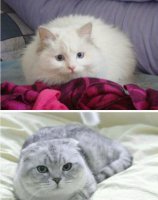 养什么猫比较好 田园猫最好养