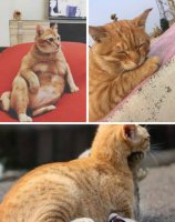 橘猫多少钱一只 养橘猫注意事项