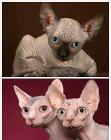 斯芬克斯猫多少钱一只 斯芬克斯猫的身体性格特征