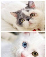 波斯猫多少钱一只 波斯猫的饲养