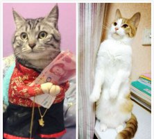 什么宠物猫好养又便宜？暹罗猫、英国短毛猫等
