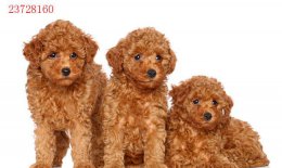 贵宾犬吃什么食物最好？贵宾犬吃什么食物