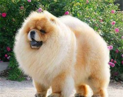 松狮犬好养吗？看这几点你就知道了