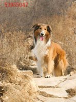 银狐犬和萨摩耶的区别 第一点区别最明显