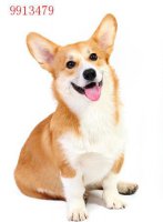 柴犬的性格有哪些特点？细解柴犬的性格特点
