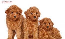 泰迪幼犬 如何挑选一只可爱的泰迪