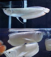 银龙鱼饲养要注意水质和水温