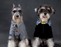 雪纳瑞掉毛吗？健康状态不会掉