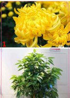 十大镇宅辟邪的花卉 家里养什么花对风水好