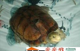 揭秘著名乌龟：世界乌龟的种类图片