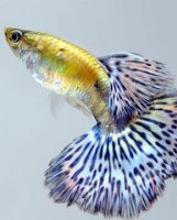 孔雀鱼水温控制多少度合适