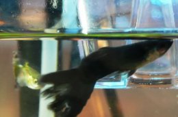 治疗孔雀鱼烂尾病 消毒杀菌是关键