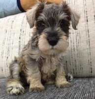 雪纳瑞犬的优缺点 探究：迷你雪纳瑞犬能够长多大？