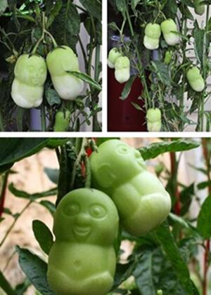 人参果怎么种植人参果树的栽培方法