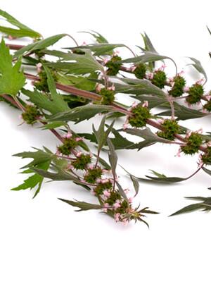 益母草治疗闭经吗 益母草有什么功效