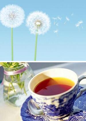 蒲公英怎么泡茶 蒲公英的泡茶方法