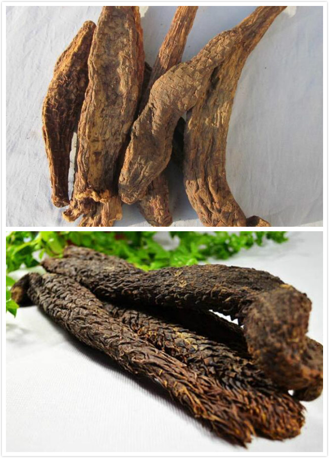 “沙漠人参”肉苁蓉的功效与作用