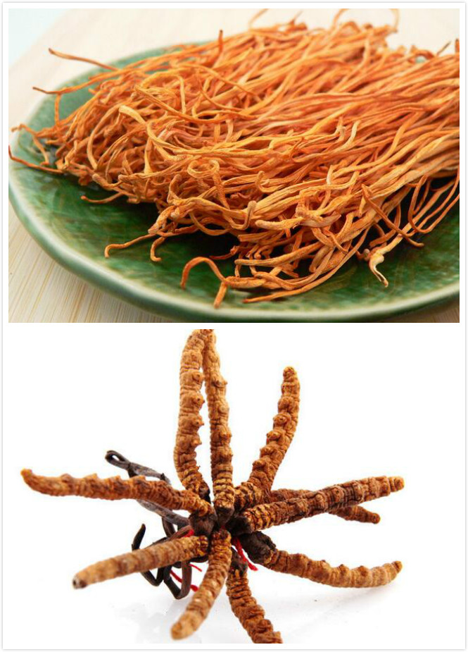 什么是大成草 大成草虫草素含片