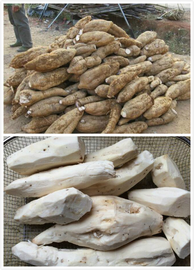 粉葛的功效与作用 了解葛根的功效与作用