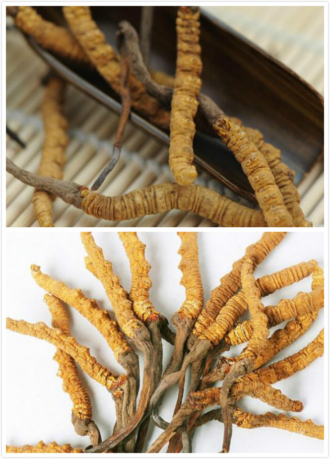 冬虫夏草的规格大小及选草技巧【入门篇】