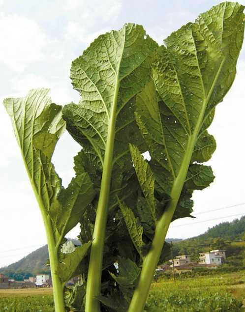 鼻出血食疗偏方 享受吃货般的治疗待遇