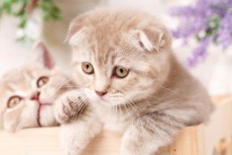 折耳猫为什么不能养？四个因素决定很多人都不敢养